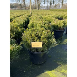 Törpefenyő    PINUS MUGO PUMILIO 35/40 K12