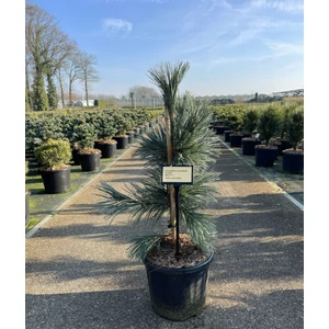 Törpefenyő  PINUS SCHWERINII WIETHORST 40/50 K11