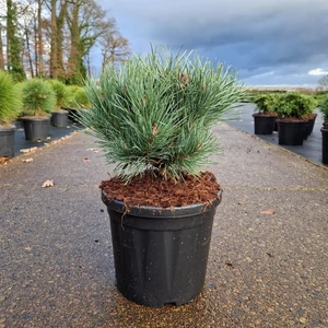 Törpe erdeifenyő   PINUS SYLVESTRIS WATERERI 30/+ K8