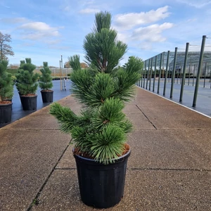 Japán feketefenyő  PINUS THUNBERGII THUNDERHEAD 60/70 K18