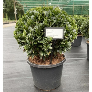 Babérmeggy    PRUNUS LAUROCERASUS GAJO GÖMB 35/40 K18