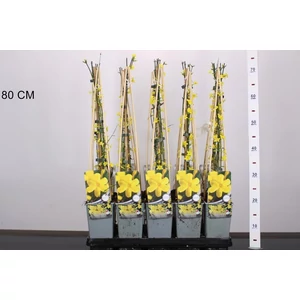 Téli jázmin JASMINUM NUDIFLORUM 60/80 K2