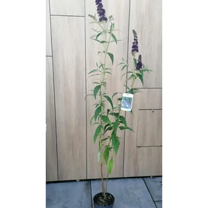Nyári orgona  BUDDLEJA DAVIDII FAJTÁK K3