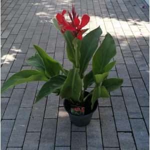 Kerti kannavirág CANNA IN CULTIVARS CS17