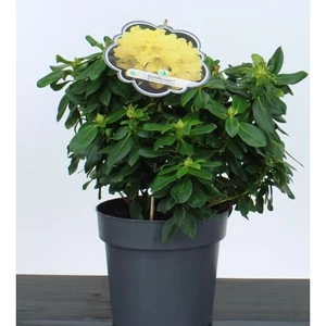 Havasszépe     RHODODENDRON GOLDKRONE 30/40 K5