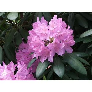 Havasszépe     RHODODENDRON CATAWBIENSE 25/30 K3