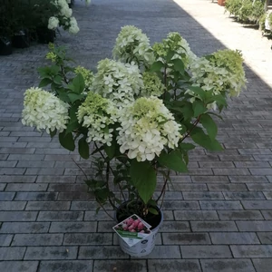 Bugás hortenzia   HYDRANGEA PANICULATA QUICKFIRE FAB 40/50 K5