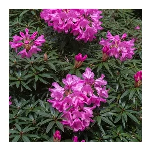 Havasszépe  RHODODENDRON GRAZIELLA 60/70 K12
