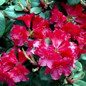 Havasszépe    RHODODENDRON TROMBA 40/50 K7,5