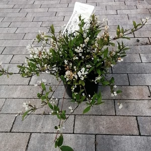 Gyöngyvirágcserje    DEUTZIA NIKKO 20/30 CS19