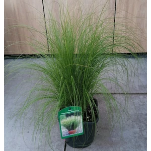 Árvalányhaj STIPA TENUISSIMA PONY TAILS K2