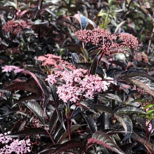 Fekete bodza   SAMBUCUS NIGRA BLACK BEAUTY 40/50 K5