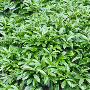 Közönséges babérmeggy   PRUNUS LAUROCERASUS MOUNT VERNON 30CM K3
