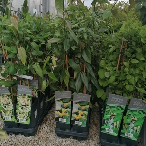 Futó lonc LONICERA FAJTÁK 40/60 K2