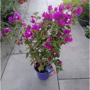 Murvafürt   BOUGAINVILLEA DANIA 60/65 CS17
