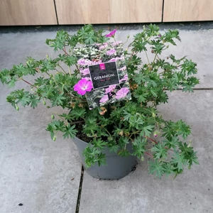 Pirosló gólyaorr  GERANIUM SANGUINEUM MAX FREI K2