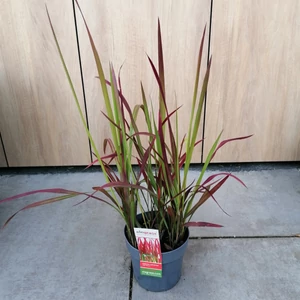 Vöröslevelű alangfű IMPERATA CYLINDRICA RED BARON CS14