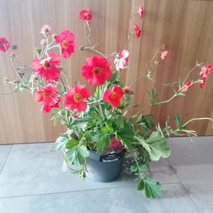 Gyömbérgyökér GEUM TEMPEST SCARLET CS17