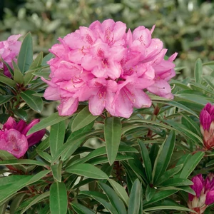 Havasszépe     RHODODENDRON GRAZIELLA 20/30 K2,5