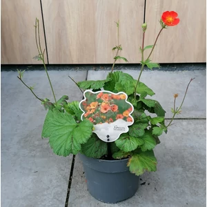Gyömbérgyökér  GEUM COCCINEUM COI CS17
