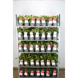 Havasszépe    RHODODENDRON HYBRIDEN MIX 40/50 K7,5