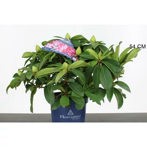 Havasszépe    RHODODENDRON XXL 50/60 CS23