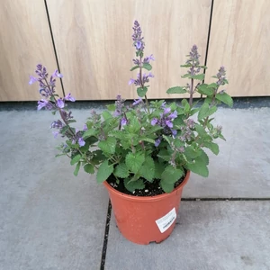 Kerti macskamenta NEPETA FAJTÁK CS14