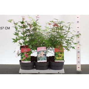 Japán juhar    ACER PALMATUM FAJTÁK 30/40 CS15