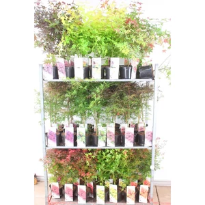 Japán juhar ACER PALMATUM FAJTÁK 40/60 K3