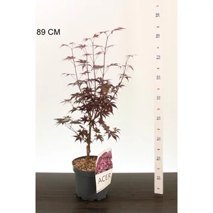 Japán juhar    ACER PALMATUM BLOODGOOD 50/60 K4