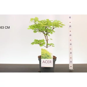 Japán juhar    ACER PALMATUM SHIRASAWANUM AUREUM 30/40 K4