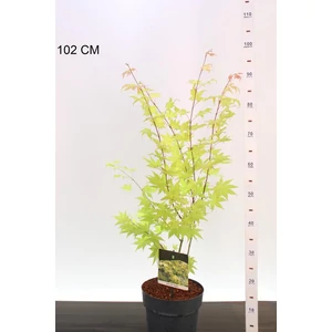 Japán juhar ACER PALMATUM SHIRASAWANUM JORDAN 40/50 K4,5