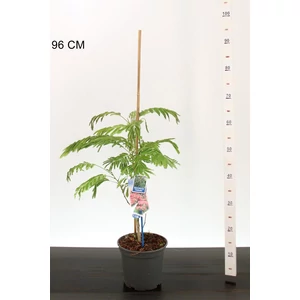 Selyemakác  ALBIZIA JULIBRISSIN OMBRELLA 40/50 CS19