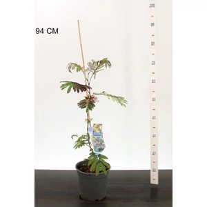 Selyemakác   ALBIZIA JULIBRISSIN SUMMER CHOCOLATE 40/50 CS19
