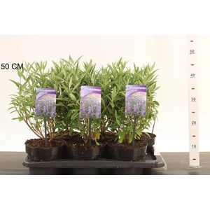 Angol kékszakáll  CARYOPTERIS CLANDONENSIS THETIS 25/30 K2