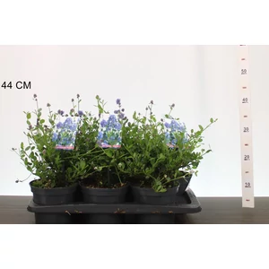 Kék táskavirág  CEANOTHUS IMPRESSUS VIKTORIA 20/25 K2