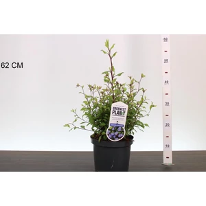 Tarackoló kékgyökér CERATOSTIGMA WILLMOTTIANUM 30/40 K3,5