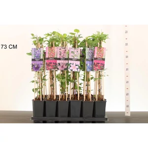 Iszalag FAJTÁK    CLEMATIS HYBRIDEN FAJTÁK 65CM CS14