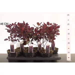 Bíbor cserszömörce  COTINUS COGGYGRIA ROYAL PURPLE K1,5