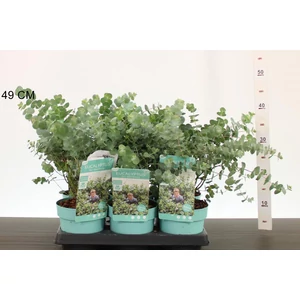 Havasi eukaliptusz    EUCALYPTUS PULVERULENTA BABY BLUE 15/20 CS15
