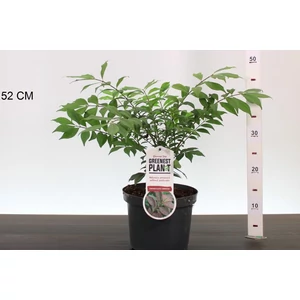 Szárnyas kecskerágó    EUONYMUS ALATUS COMPACTUS 30/40 K3,5