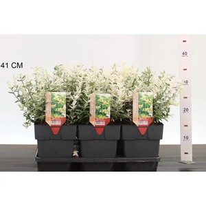 Repkény kecskerágó   EUONYMUS FORTUNEI HARLEQUIN 20CM K2,5