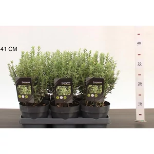 Japán kecskerágó   EUONYMUS JAPONICUS MICROPHYLLUS ALBOVARIEGATUS 20/25 CS15