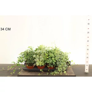 Közönséges borostyán   HEDERA HELIX FAJTÁK 25/30 CS13