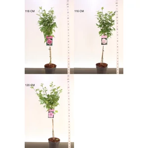 Kerti mályvacserje  HIBISCUS SYRIACUS T60 K4,5