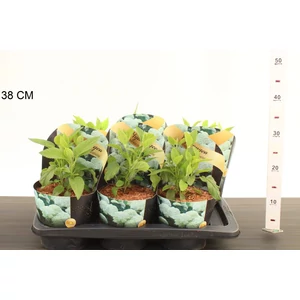 Cserjés hortenzia  HYDRANGEA ARBORESCENS ANNABELLE CS17