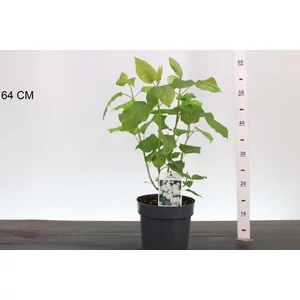 Cserjés hortenzia  HYDRANGEA ARBORESCENS BOUNTY 30/40 K3