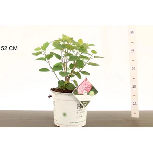 Cserjés hortenzia  HYDRANGEA ARBORESCENS PINK ANNABELLE K5