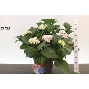Kerti hortenzia    HYDRANGEA MACROPHYLLA ANKONG K4
