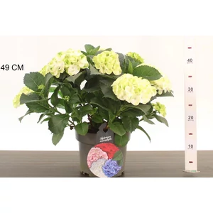 Kerti hortenzia    HYDRANGEA MACROPHYLLA CAIPIRANNA K4